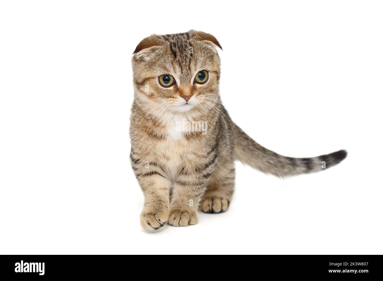 Schottische Falte gestreiftes Kätzchen, auf weißem Hintergrund. Stockfoto