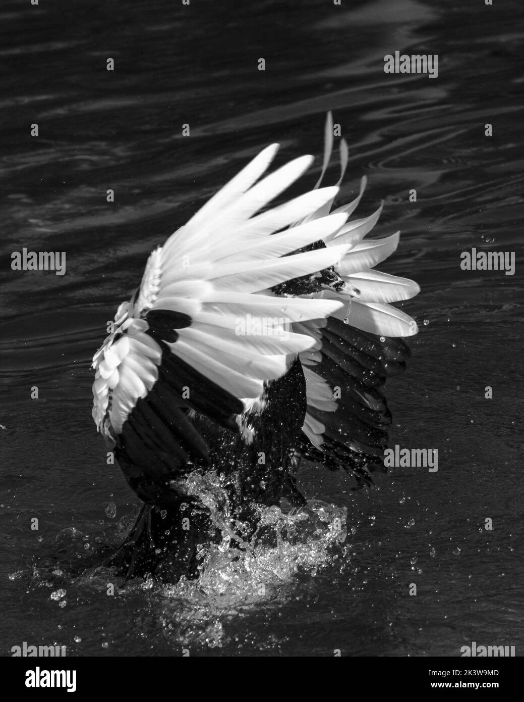 Eine Graustufenaufnahme eines Schwans, der Flügel im Wasser ausbreitet, mit spritzenden Tropfen Stockfoto