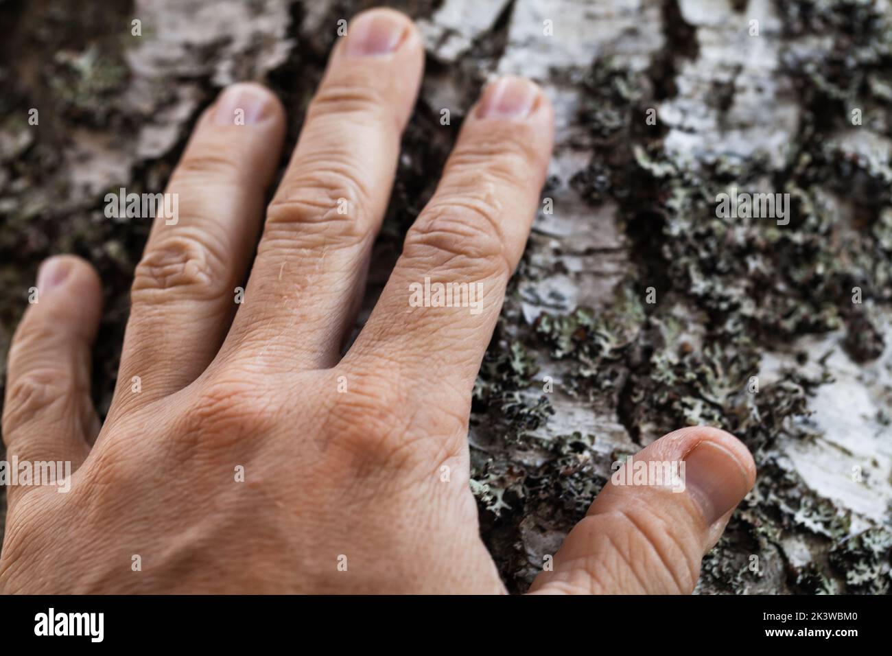 Männliche Handfläche berührt alte Birkenrinde, Nahaufnahme mit selektivem Fokus Stockfoto