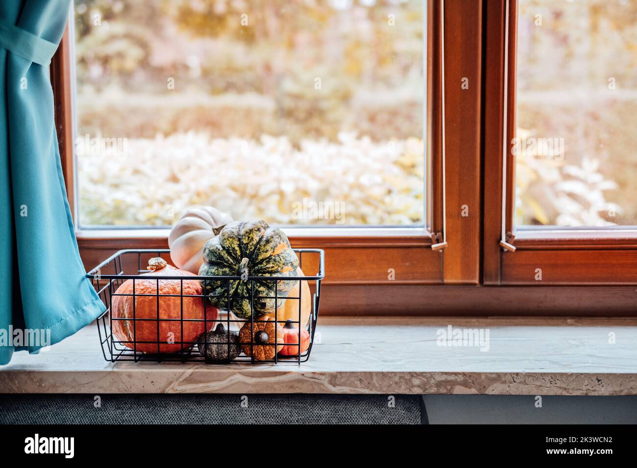 Nachhaltig umweltfreundlich langsam lebend Thanksgiving. Verschiedene Thanksgiving Kürbisse in Metallkorb neben Fenster zu Hause. Moderner Minimalkorb mit vielen Stockfoto