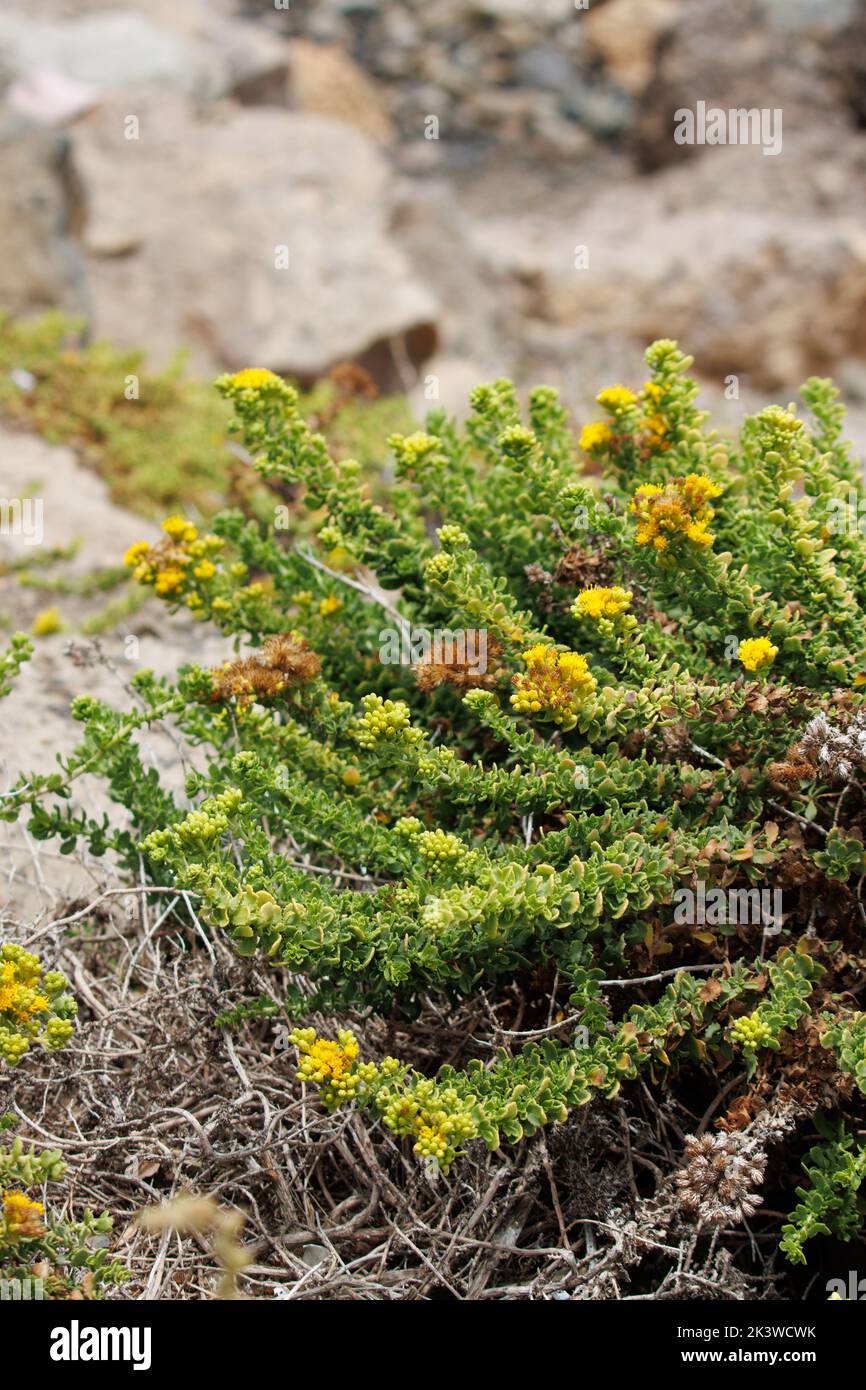 Gelb blühende racemose diskoide Kopfblüten der Sorte Isocoma Menziesii Sedoides, Asteraceae, heimisch im Coastal Ventura County, Summer. Stockfoto