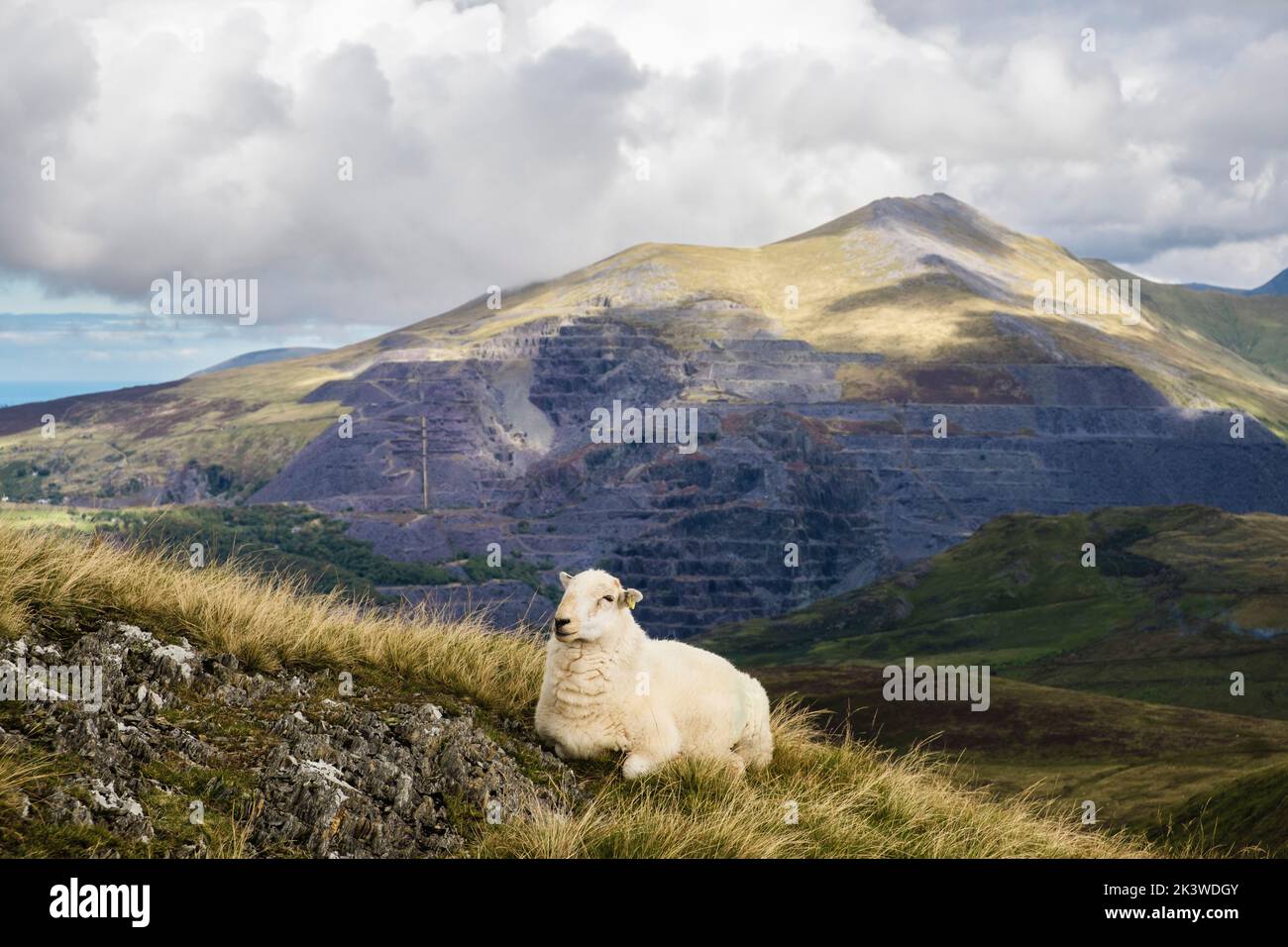 Ein Welsh Mountain Schaf mit Dinorwig Schieferbruch auf Elidir Fawr als Kulisse im Snowdonia National Park. Foel Gron, Llanberis Gwynedd, Nordwales, Großbritannien Stockfoto