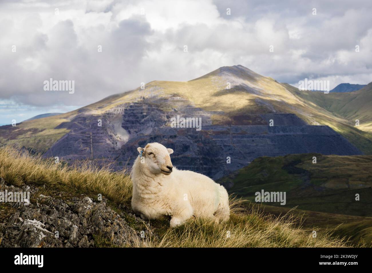 Ein Welsh Mountain Schaf mit Dinorwig Schieferbruch auf Elidir Fawr als Kulisse im Snowdonia National Park. Foel Gron, Llanberis Gwynedd, Nordwales, Großbritannien Stockfoto