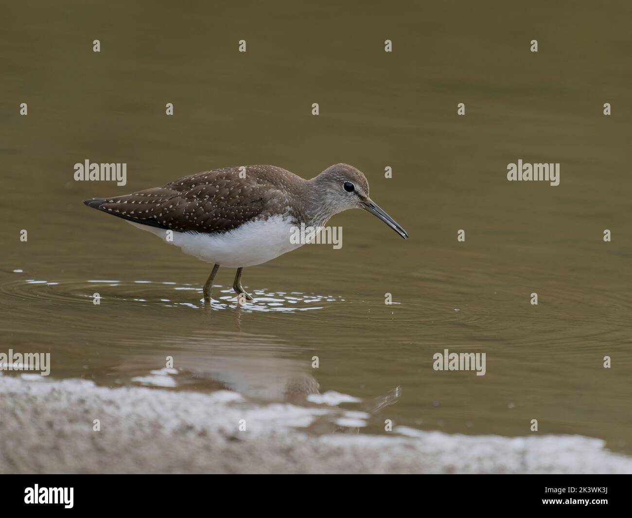 Grüner Sandpiper, Tringa ochropus, einfacher Vogel im Wasser, Warwickshire, September 2022 Stockfoto Grüner Sandpiper, Tringa ochropus, einfacher Vogel im Wasser, Warwickshire, September 2022 Stockfoto