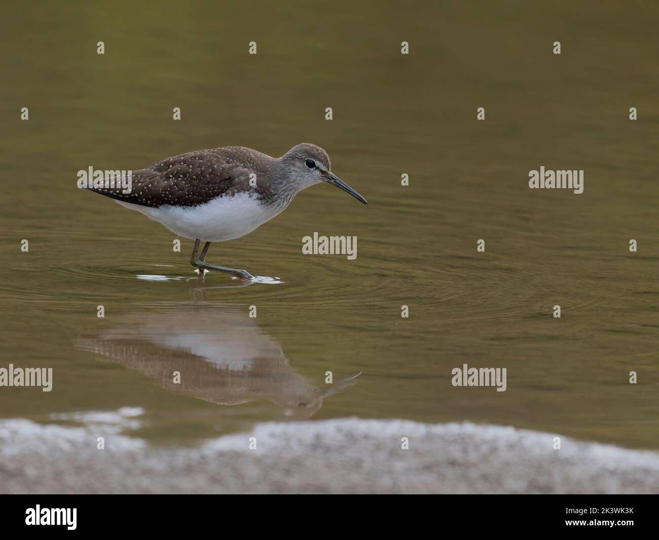 Grüner Sandpiper, Tringa ochropus, einfacher Vogel im Wasser, Warwickshire, September 2022 Stockfoto Grüner Sandpiper, Tringa ochropus, einfacher Vogel im Wasser, Warwickshire, September 2022 Stockfoto