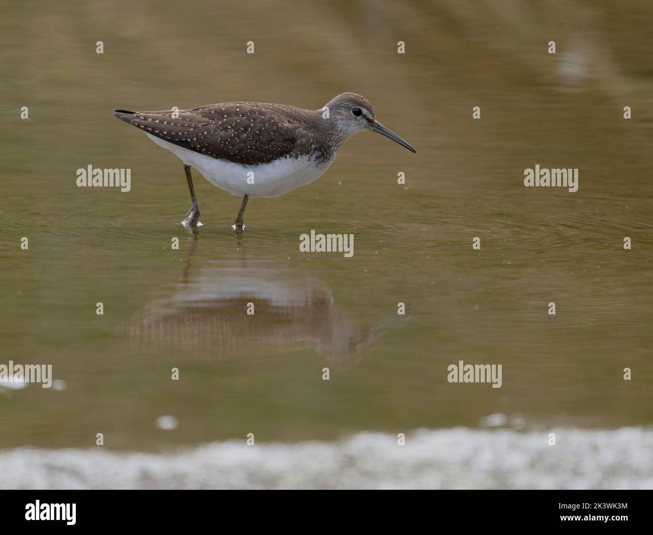 Grüner Sandpiper, Tringa ochropus, einfacher Vogel im Wasser, Warwickshire, September 2022 Stockfoto Grüner Sandpiper, Tringa ochropus, einfacher Vogel im Wasser, Warwickshire, September 2022 Stockfoto