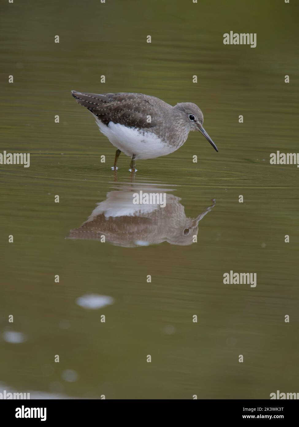Grüner Sandpiper, Tringa ochropus, einfacher Vogel im Wasser, Warwickshire, September 2022 Stockfoto Grüner Sandpiper, Tringa ochropus, einfacher Vogel im Wasser, Warwickshire, September 2022 Stockfoto