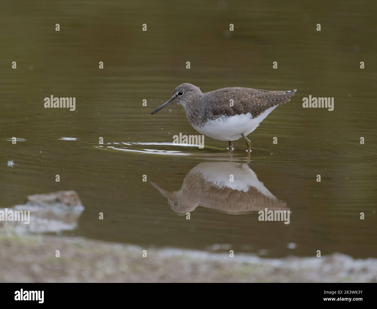 Grüner Sandpiper, Tringa ochropus, einfacher Vogel im Wasser, Warwickshire, September 2022 Stockfoto Grüner Sandpiper, Tringa ochropus, einfacher Vogel im Wasser, Warwickshire, September 2022 Stockfoto