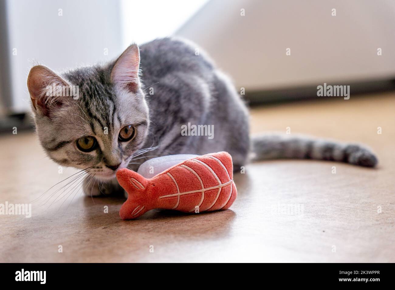 Eine niedliche graue Katze, die mit einem Spielzeug spielt Stockfoto