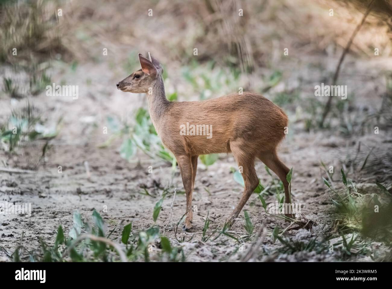 Brauner Hirsch.Mato grosso Brasilien Stockfoto