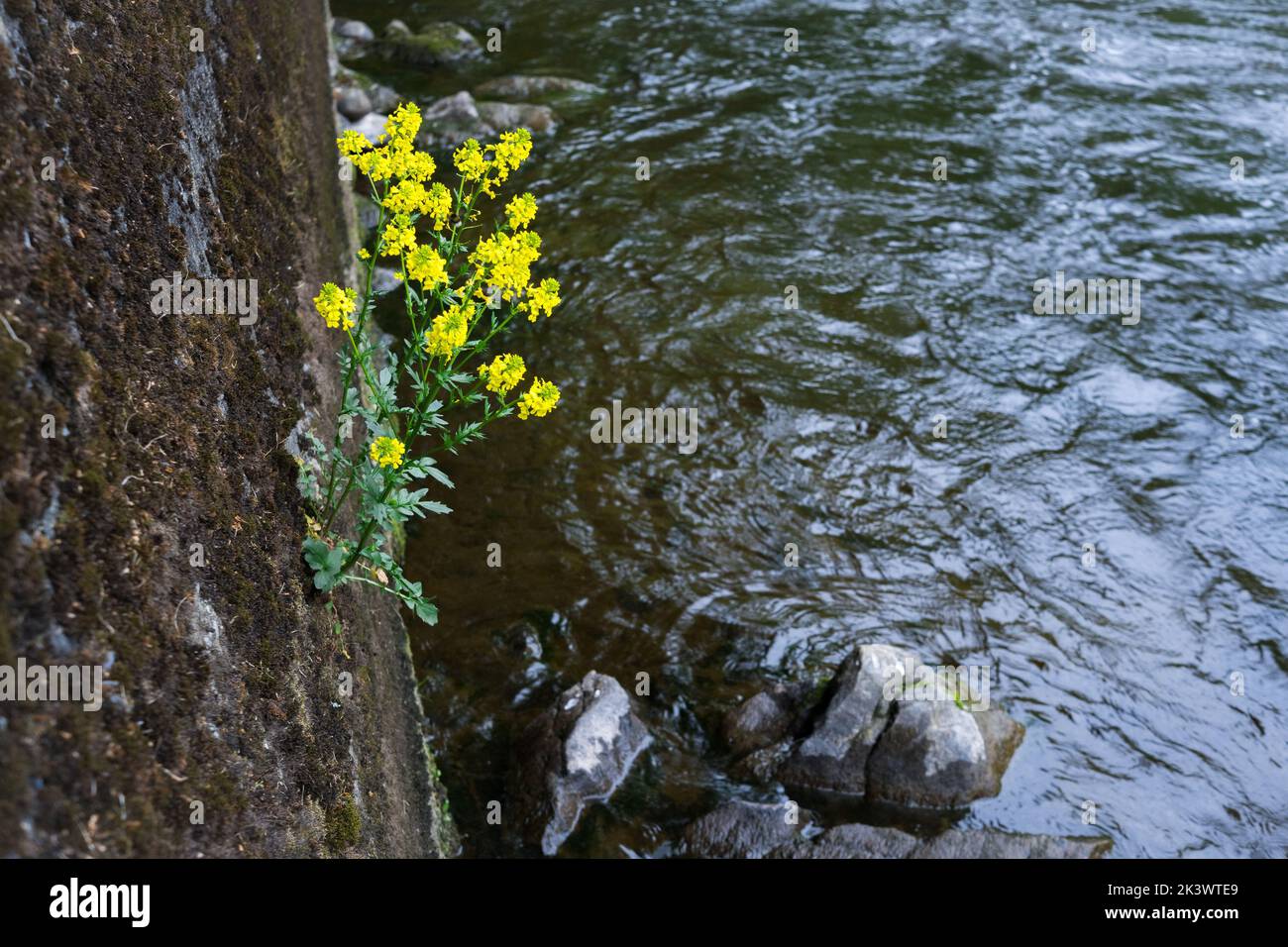 Bâ arbarea vulgaris wächst auf einer Betonwand am Fluss Hunnselva, GjÃ¸vik, Norwegen. Stockfoto
