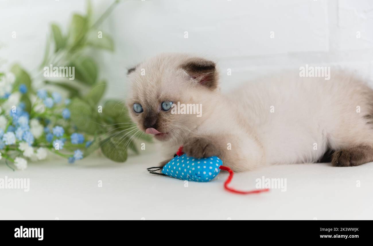 Eine kleine blauäugige Kätzchen-Punktfarbe spielt mit einem blauen Maus-Spielzeug und leckt seine Lippen. Sprache. Selektiver Fokus Stockfoto