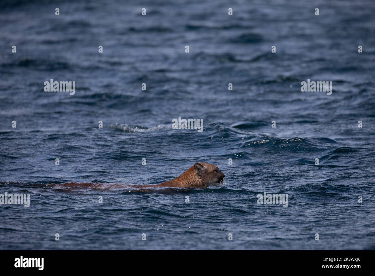Seitenansicht eines Puma oder Berglöwen, der über den Chancellor Channel schwamm, bevor er in die Johnstone Strait in den Gewässern von British Columbia kam Stockfoto