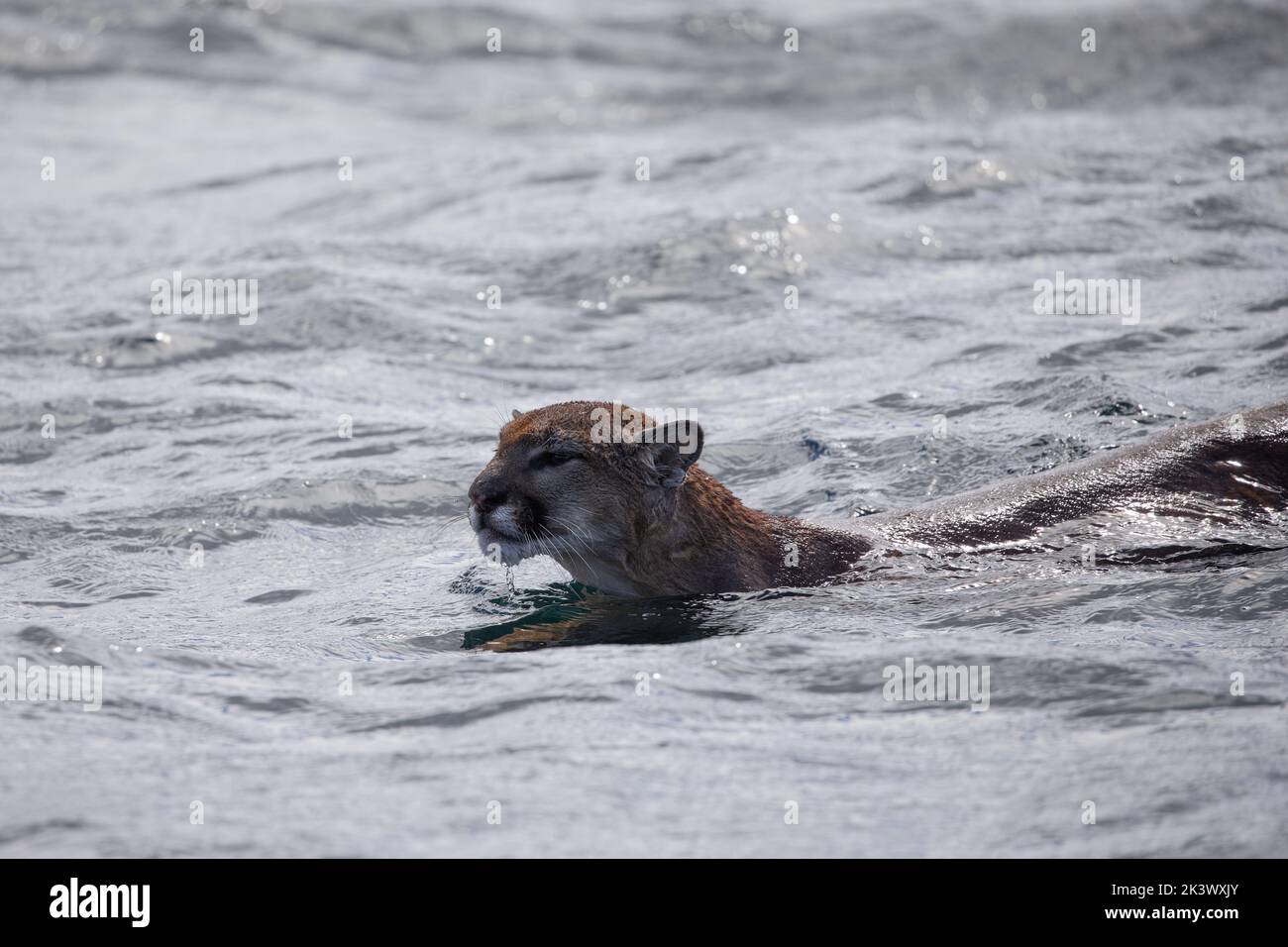 Cougar oder Berglöwe schwammen über den Chancellor Channel, bevor sie in die Johnstone Strait in den Gewässern von British Columbia kamen Stockfoto