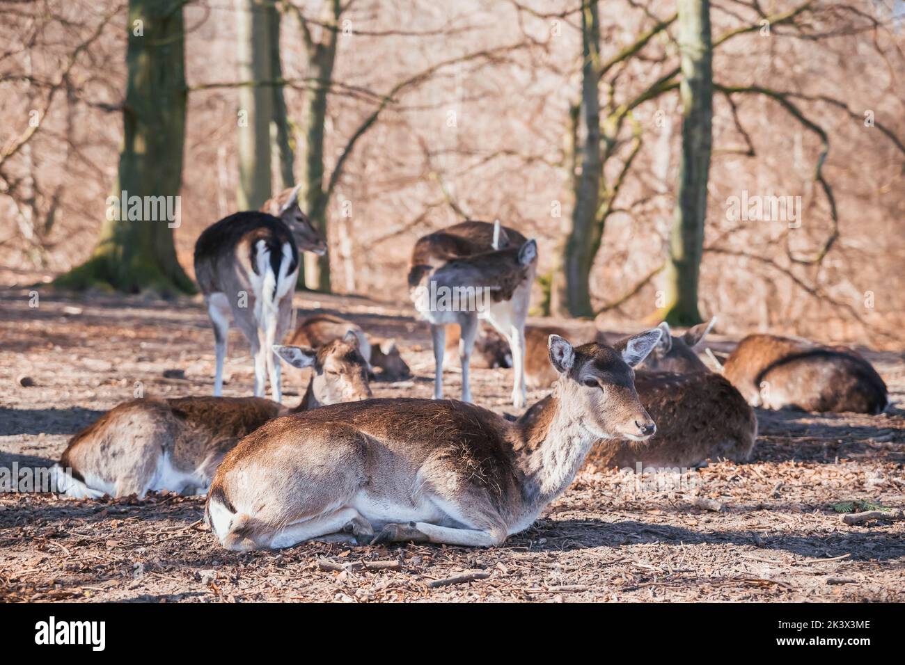 Hirsche Herde im Herbstwald in Dänemark Stockfoto