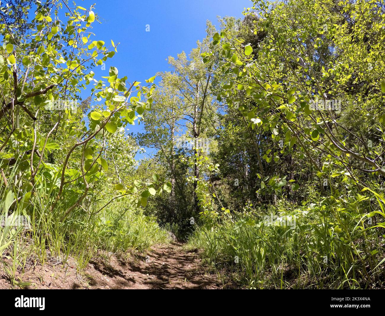 Trail im Wald Stockfoto