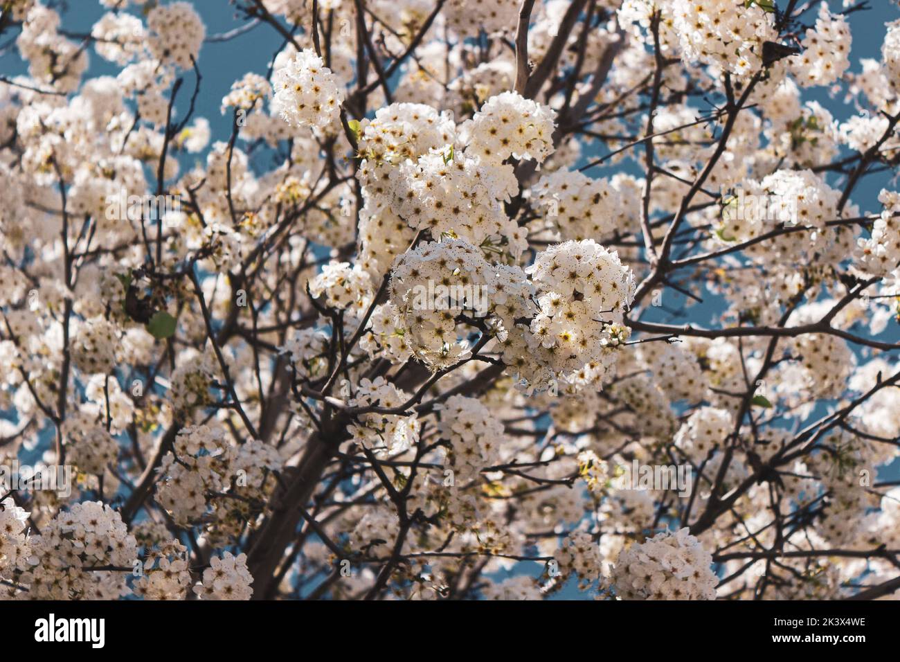 Weiße Blumen im Frühling Stockfoto