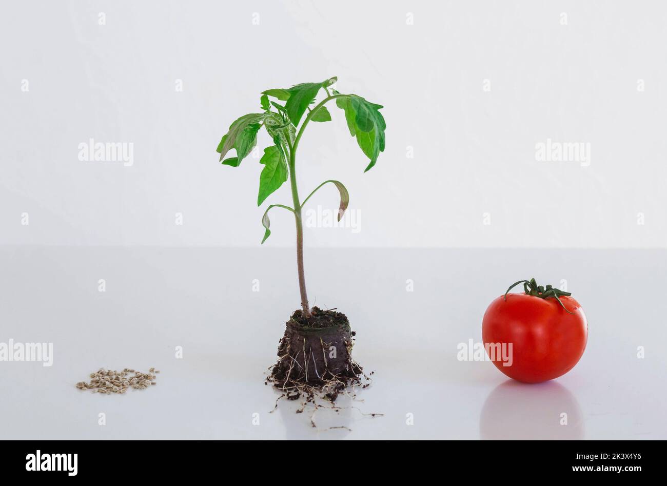 Tomate, Samen und Sprossen auf weißem Hintergrund Stockfoto