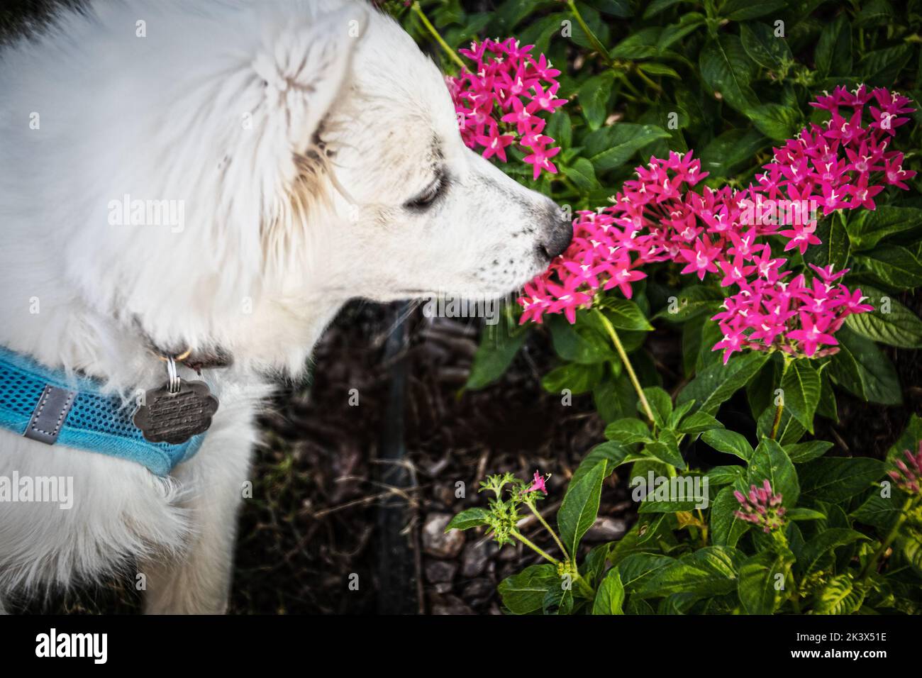 Weißer Welpe Hund mit Geschirr und Tags riecht rosa Blumen im Freien - Closeup Stockfoto
