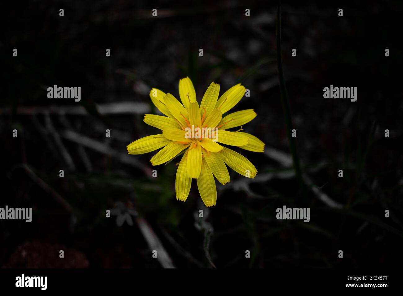 Gelbe Blume Stockfoto