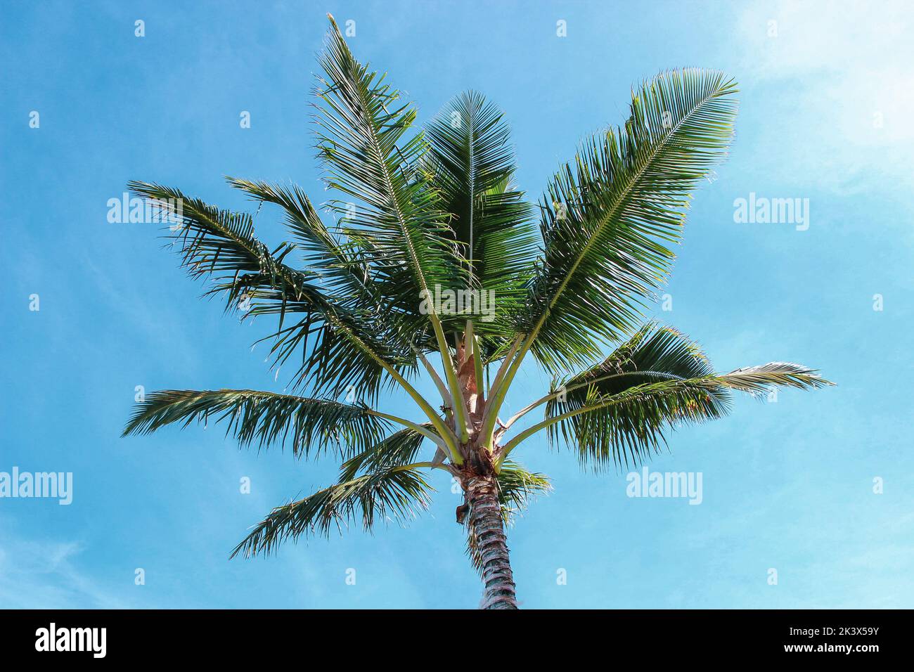 Landschaftlich Schöner Palmenbaum Stockfoto