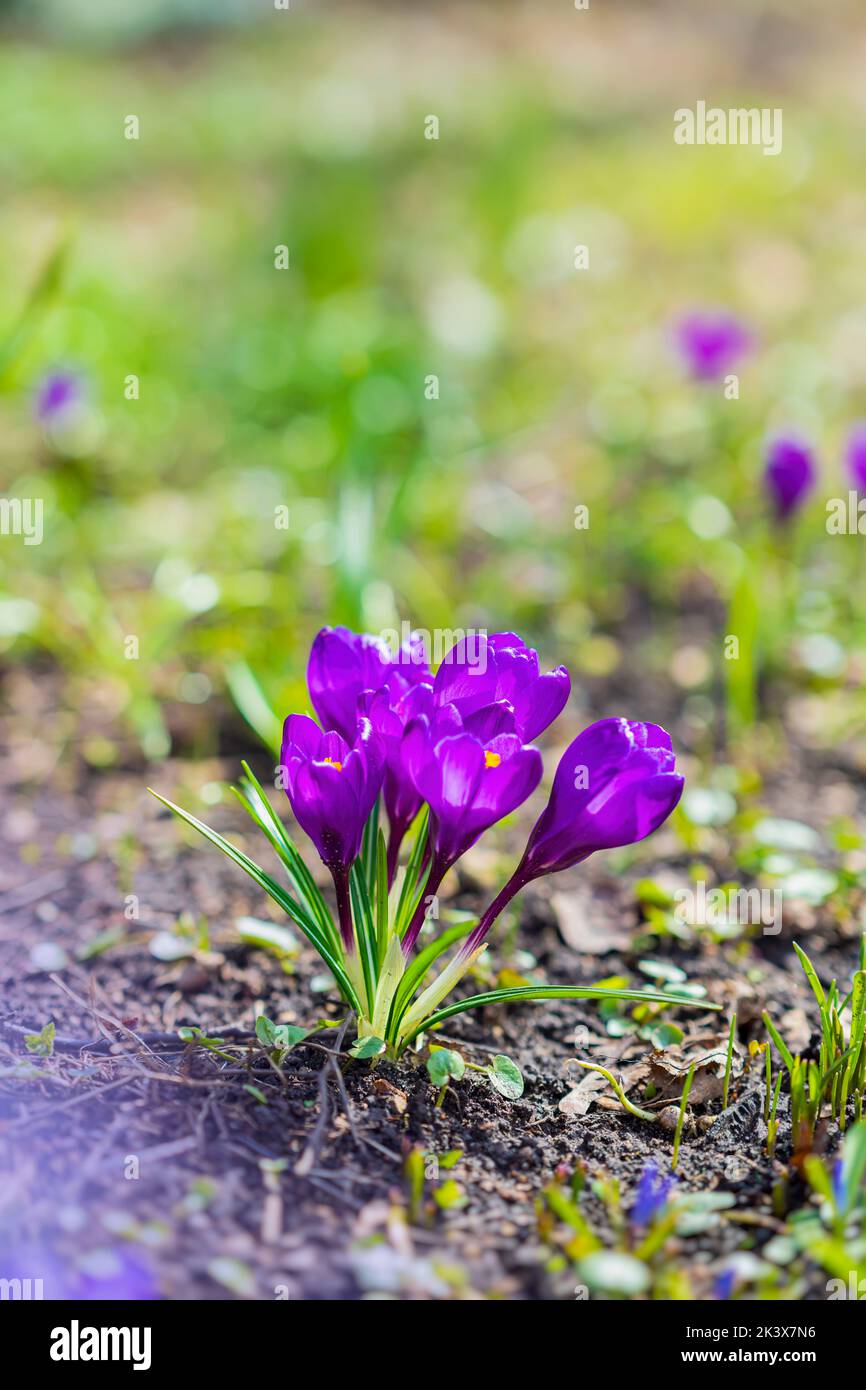 Lila Krokusse Nahaufnahme auf der Wiese. Frühlingsblumen Stockfoto