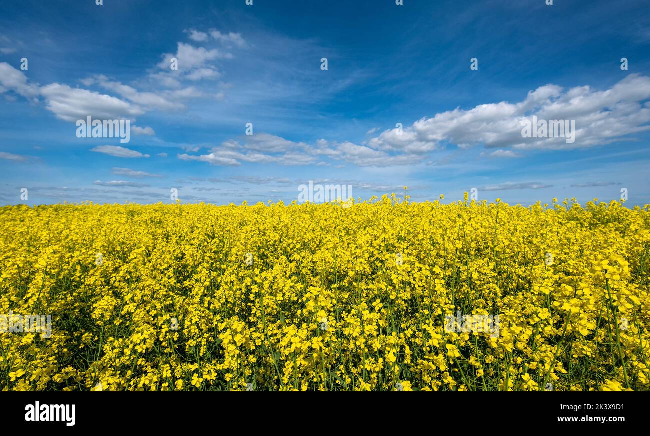 Blühendes Rapsfeld unter dem sommerblauen Himmel Stockfoto