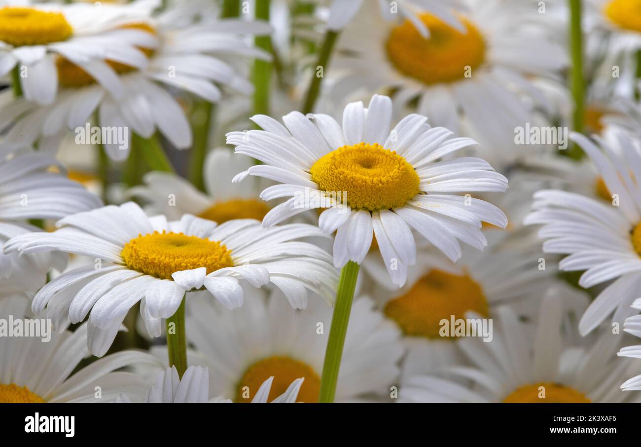 Schöner Garten oder medizinische natürliche Kamillenblüten Stockfoto