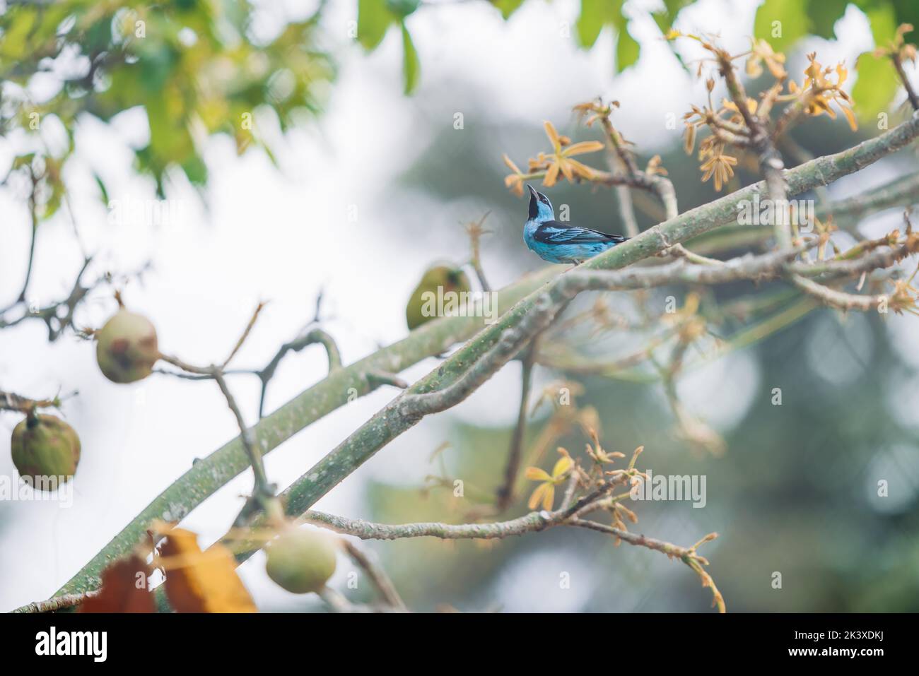 Türkisfarbener Honigbauch, Dacnis cayana, an einem Ast in Minas Gerais, Brasilien. Stockfoto