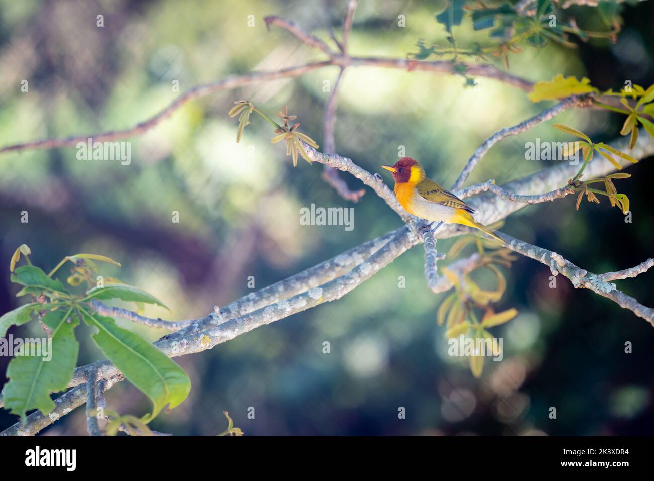 Hemithraupis ruficapilla, ein wilder Tanager, an einem Ast in Minas Gerais, Brasilien. Stockfoto