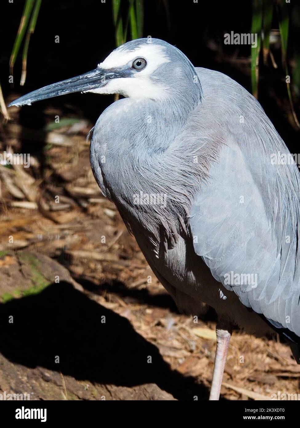 Flitzender, eleganter Reiher mit weißem Gesicht in einem klassischen, stilvollen Porträt. Stockfoto