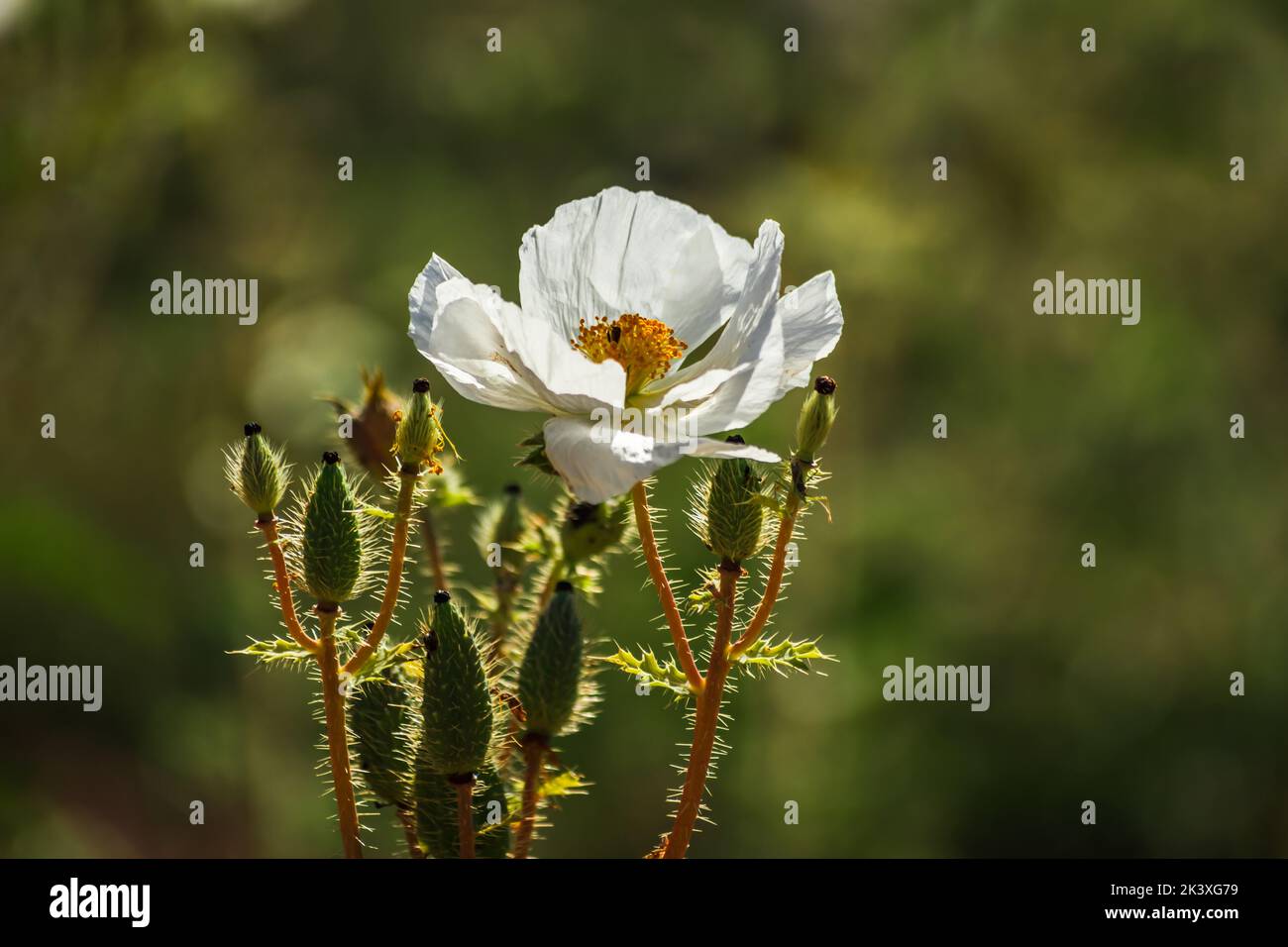 Argemone pleiacantha stachelige Mohnblume in der Nähe der Bloody Basin Road und des Agua Fria National Monument, Tonto National Forest, Arizona. Stockfoto