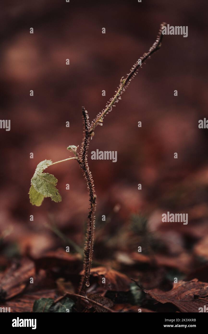 Schönes Detail von waldwachsenden Ästen und Blättern Stockfoto
