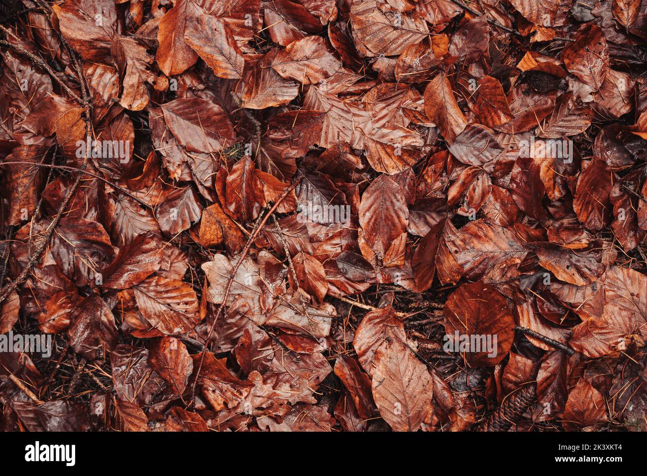 Ein Haufen Herbstblätter auf dem Boden Stockfoto