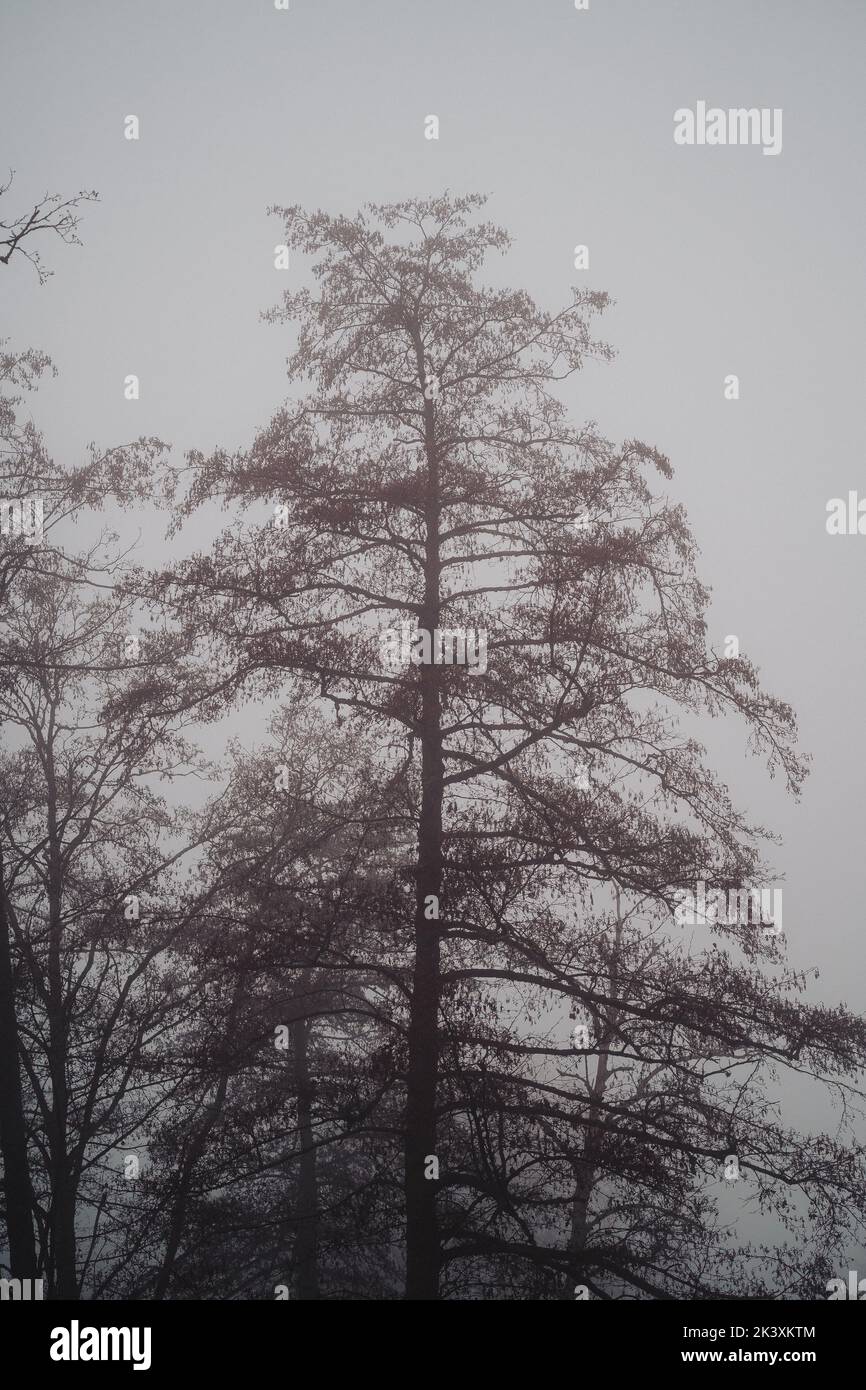 Nebliger Morgen bedeckt den Horizont. Nur einige Herbstbäume sind im schweren Nebel sichtbar. Stockfoto