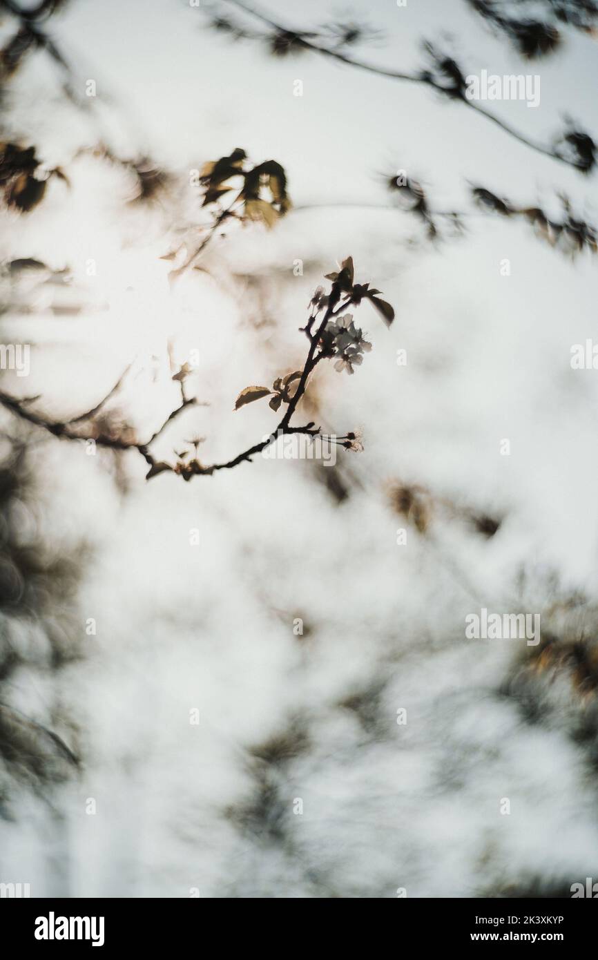 Schönes Detail von waldwachsenden Ästen und Blättern Stockfoto