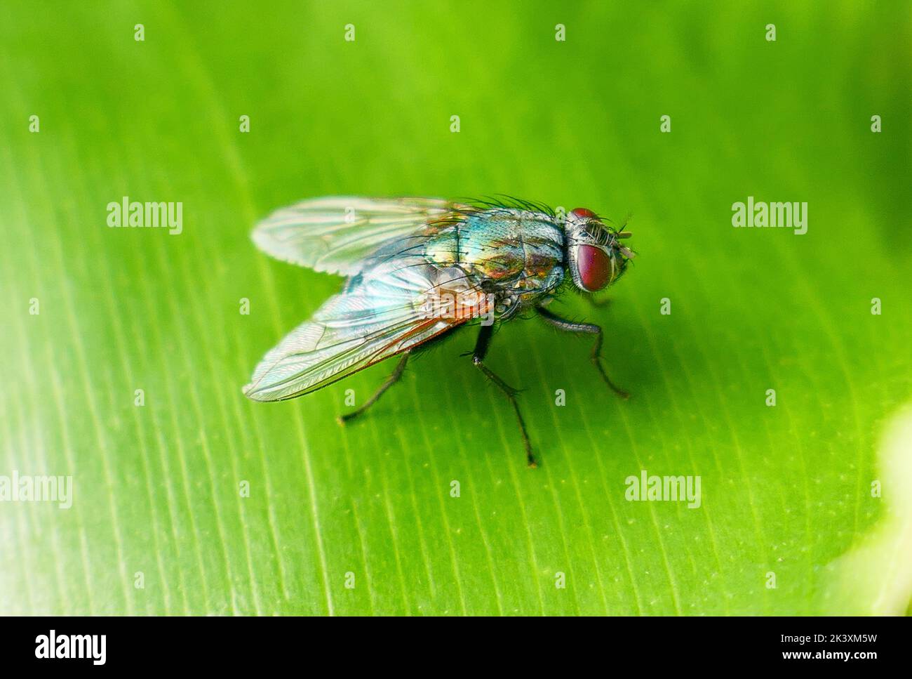 Nahaufnahme eines Insekts auf einem Blatt Stockfoto