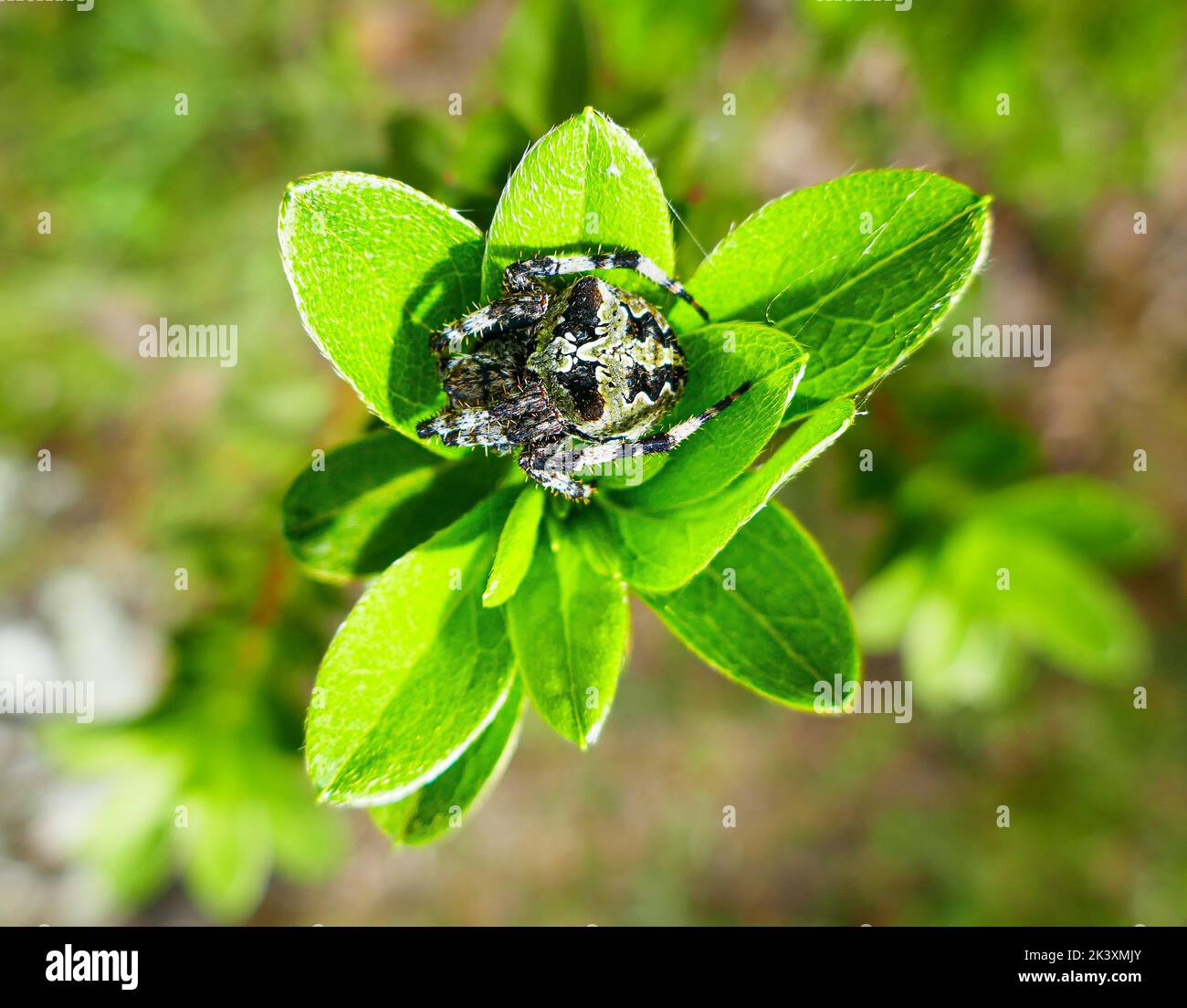 Eine schwarz-weiße Spinne, die in einer Pflanze schläft oder sich versteckt Stockfoto