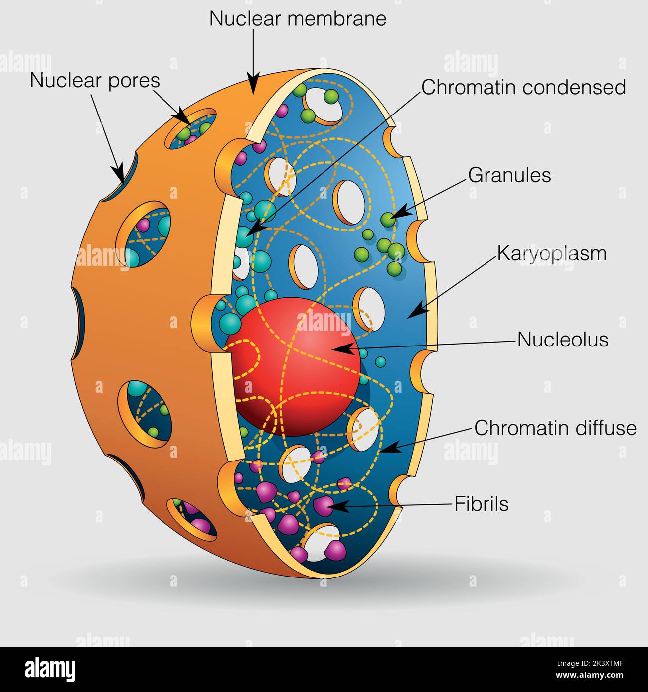 Die Grafik zeigt die Elemente des Kerns einer menschlichen Zelle mit ihren Namen auf einem grauen Hintergrund. Vektorbild Stock Vektor