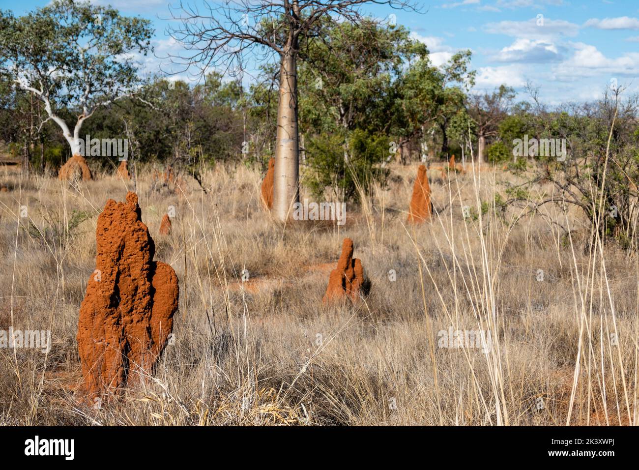 Rote Termitenhügel im australischen Outback Stockfoto