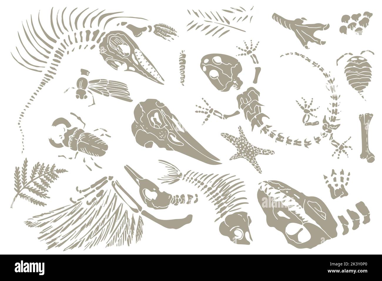 Set von Kreide Skizzen Abdrücke von Skeletten von prähistorischen Tieren, Insekten und Pflanzen. Graue Archäologie, Bruchstücke von Rissfelsen, Trümmerbrocken. Satz von Stock Vektor