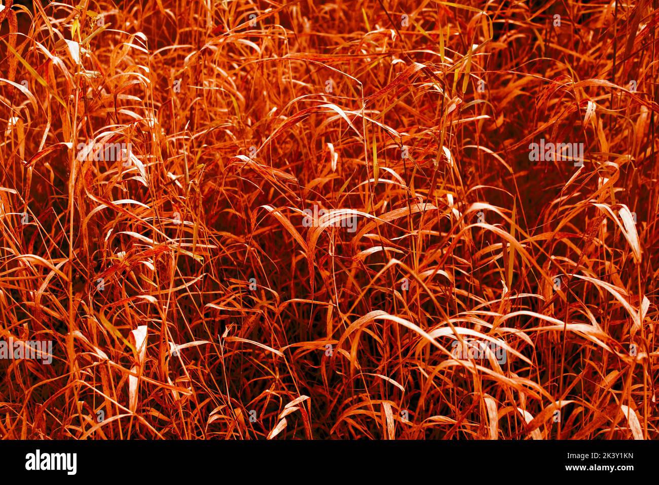 Ein heller orangefarbener Grashintergrund Stockfoto