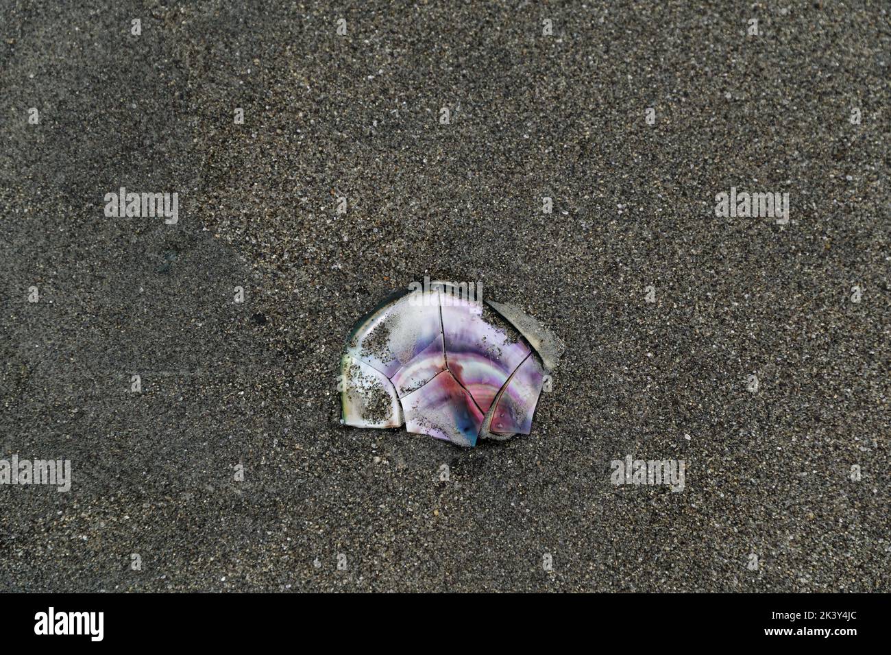 Eine bunte Muschel ist gebrochen, sie liegt auf dem Sand. Stockfoto