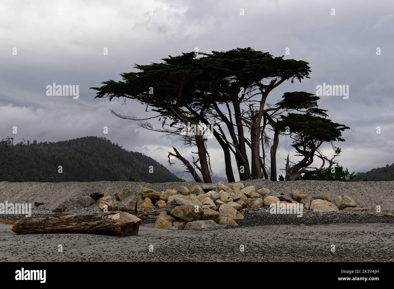 Majestätische Bäume vor einem stürmischen Himmel an der Westküste Stockfoto