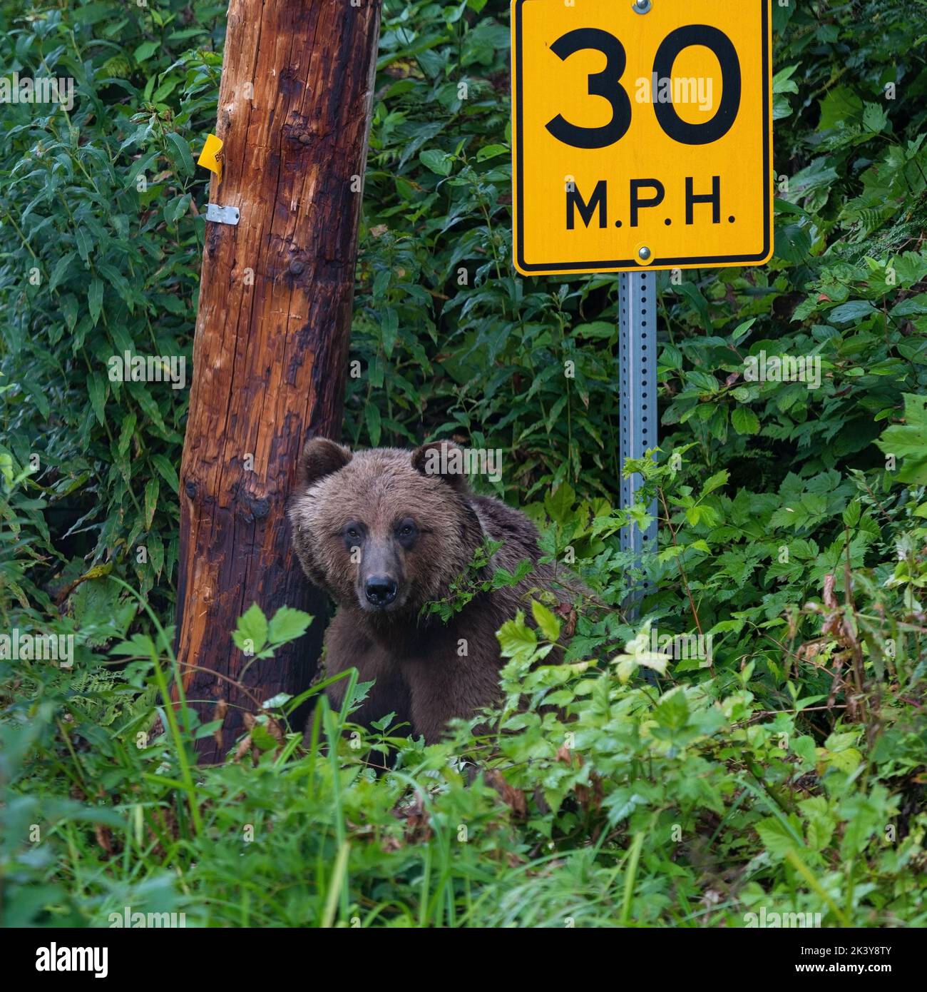 Grizzly Bear (Ursus arctos horribilis) sitzt unter einem Tempolimit-Schild in der Nähe von Fish Creek, Hyder, Alaska, Vereinigte Staaten von Amerika (USA). Fokus auf Augen. Stockfoto