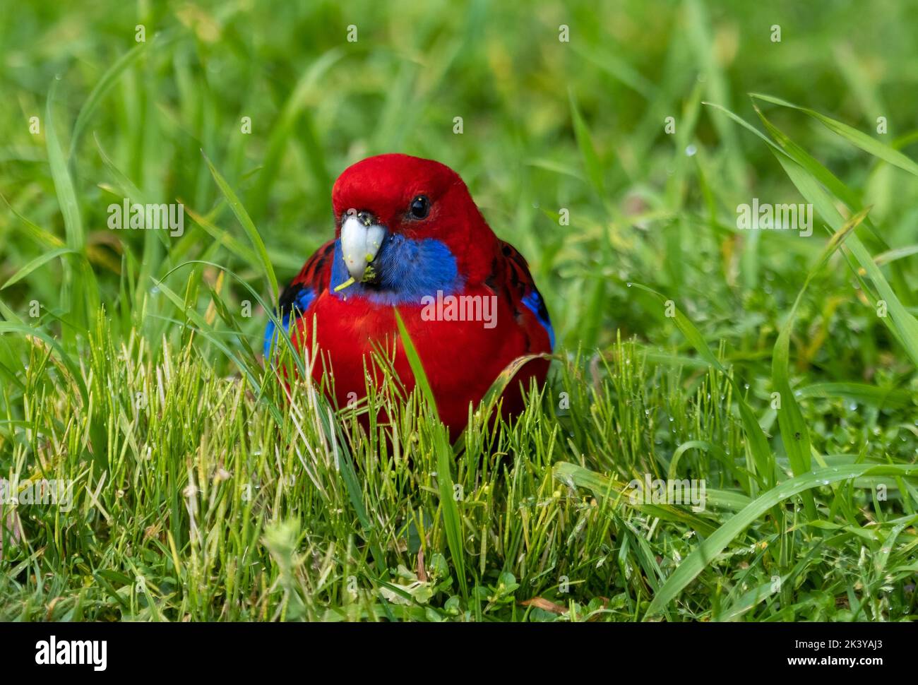 Der purpurrote Rosella-Papagei sitzt im Gras. Dieser Papagei ist im östlichen und südöstlichen Australien beheimatet. Wissenschaftlicher Name Platycercus elegans Stockfoto