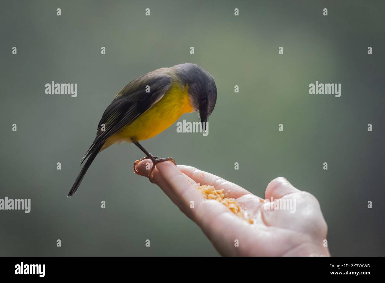 Eastern Yellow Robin wird in freier Wildbahn mit Samen von Hand gefüttert (wissenschaftlicher Name Eopsaltria australis) Stockfoto