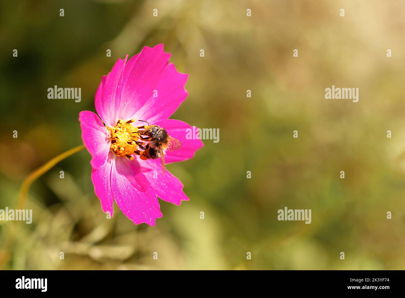 Biene und Blume. Eine Biene sammelt an einem sonnigen, hellen Tag Nektar aus einer großen rosa Nektarblüte. Platz für eine Inschrift. Copyspace Stockfoto