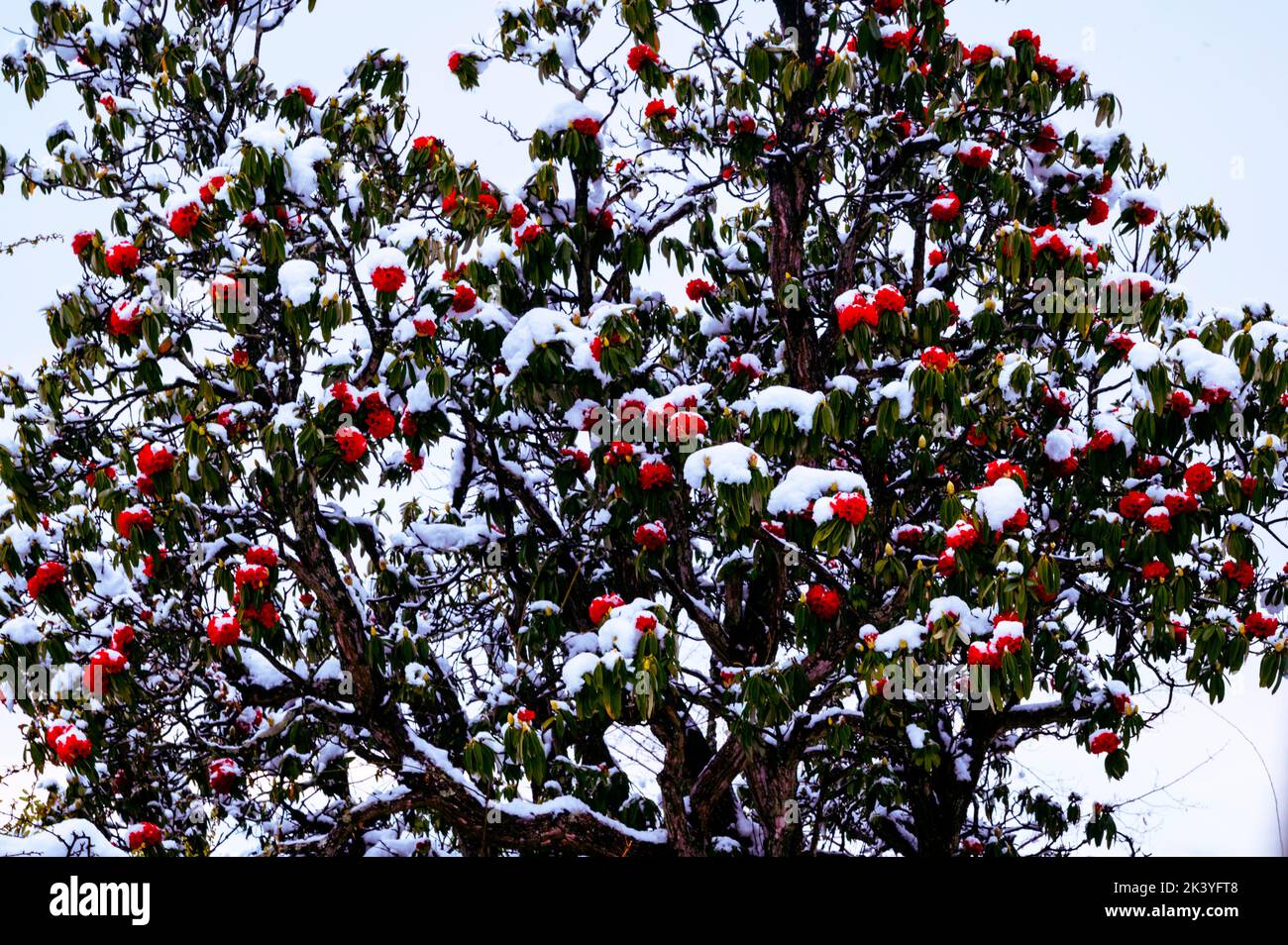 Blütenbaum. Rhododendronblätter mit Schnee bedeckt, Schneefall in Kumaon Region im Himalaya, Nordindien Stockfoto