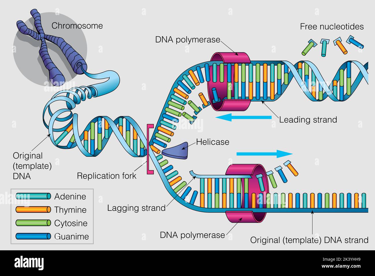 Die Grafik zeigt den Duplizierungsprozess einer DNA-Kette auf einem grauen Hintergrund. Vektorbild Stock Vektor